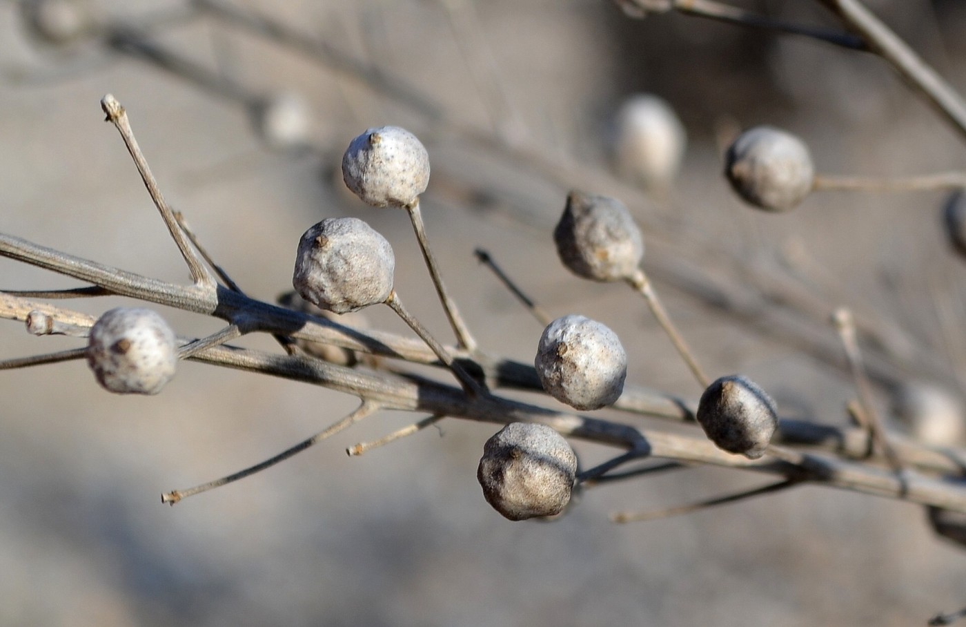 Изображение особи Crambe maritima.