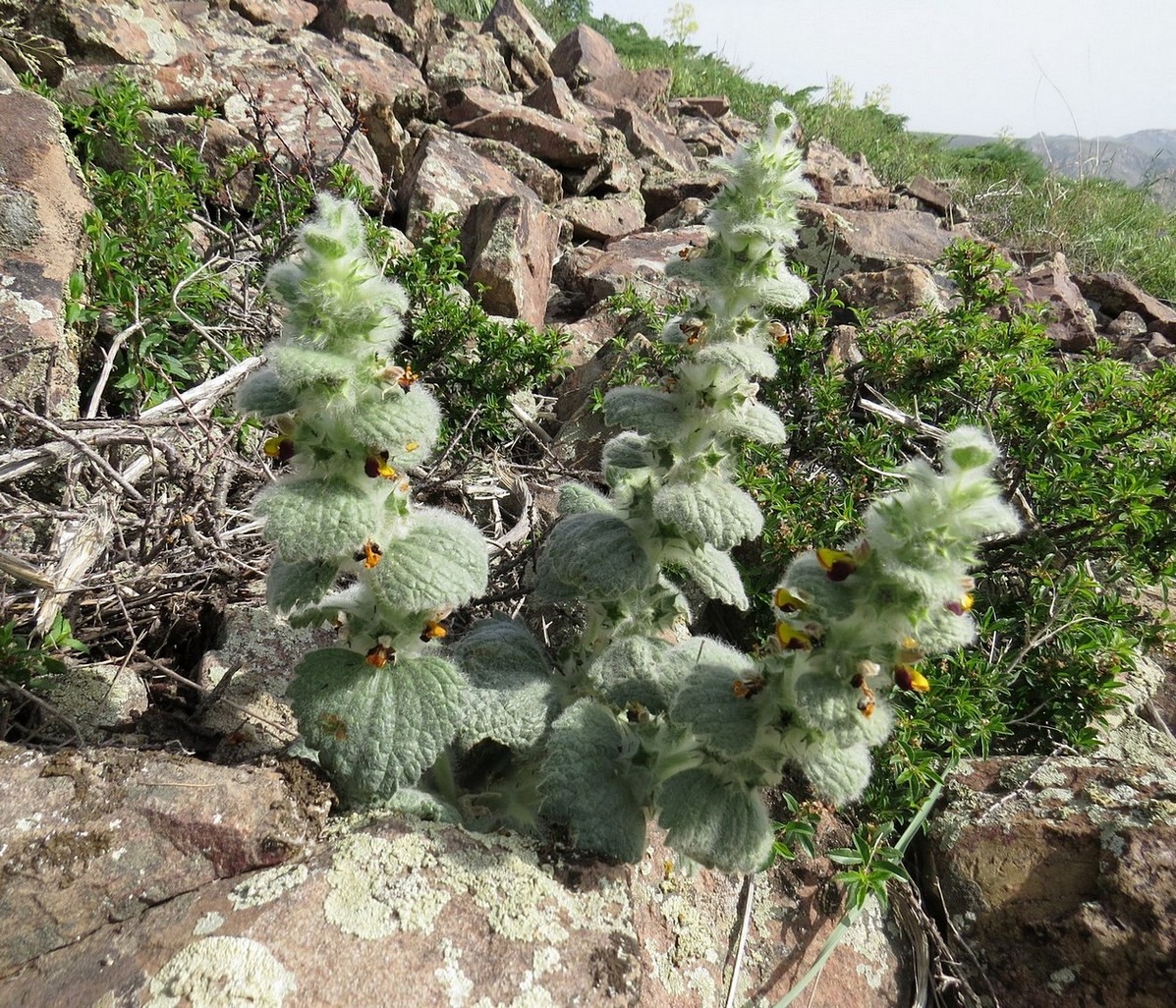 Image of Paraeremostachys karatavica specimen.