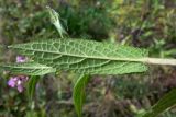 Stachys palustris. Лист (обратная сторона). Челябинская обл., окр. г. Челябинск, Золотая горка, обочина дороги в берёзовом лесу. 24.08.2015.