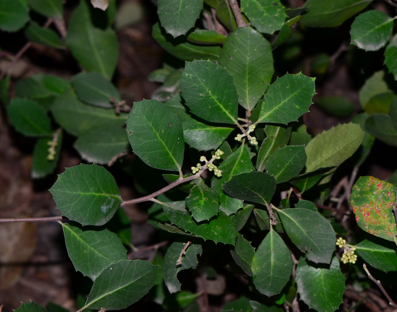 Изображение особи Rhus integrifolia.