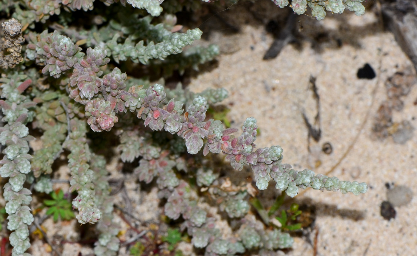 Image of Bassia tomentosa specimen.
