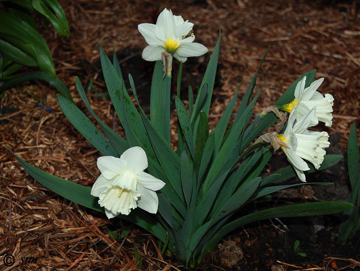 Изображение особи род Narcissus.