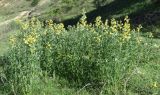 Thermopsis alterniflora