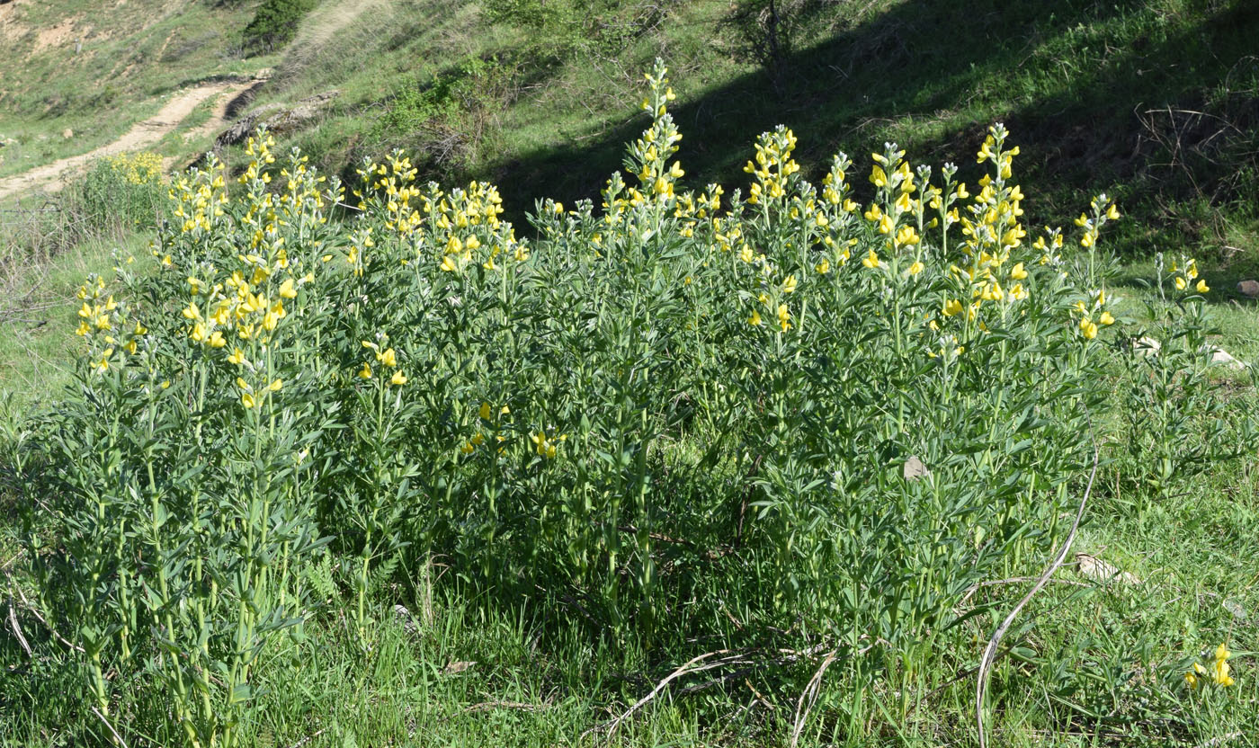 Image of Thermopsis alterniflora specimen.