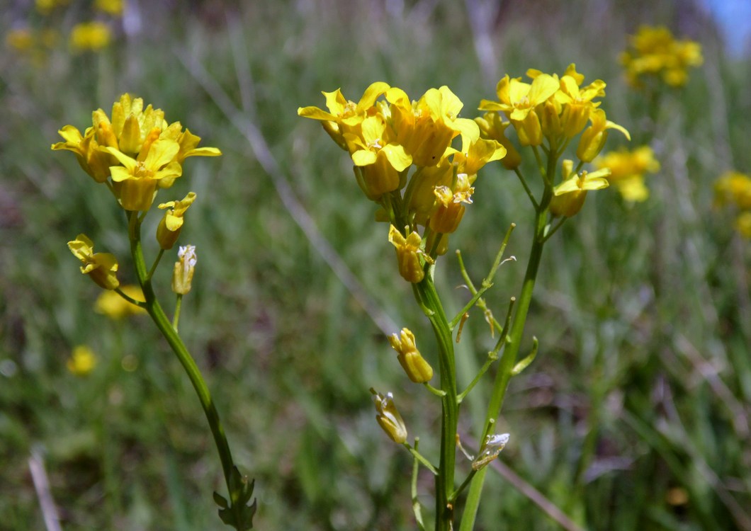 Image of Barbarea arcuata specimen.