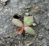 Limonium scoparium. Ювенильное растение (подмешан проросток Salicornia perennans). Краснодарский край, Кущевский р-н, станица Шкуринская, дно высыхающей лужи в сазовой степи. 01.05.2016.