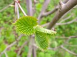 Davidia involucrata. Молодые листья. Латвия, Рига, Ботанический сад Латвийского университета, дендрарий. 05.05.2015.