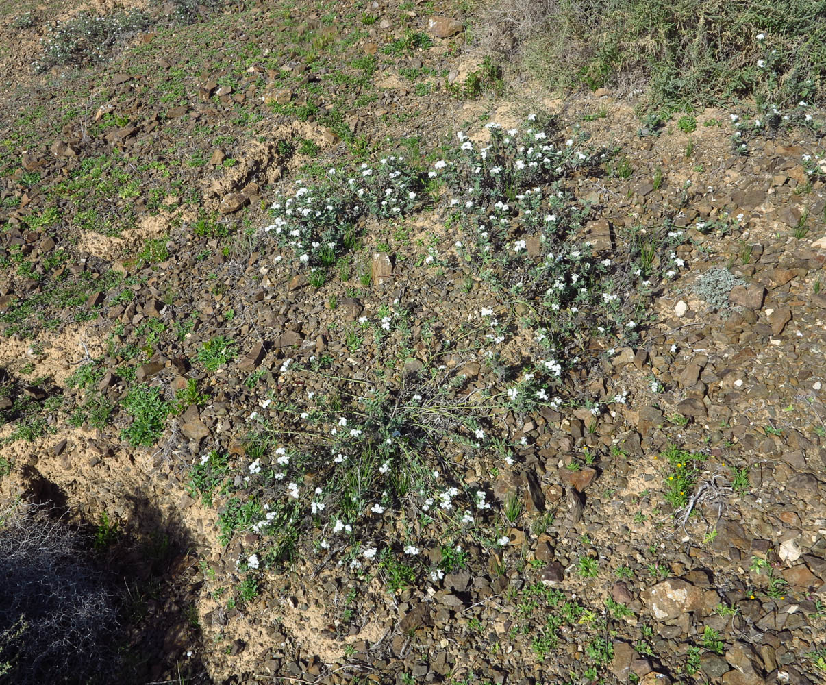 Image of Heliotropium erosum specimen.