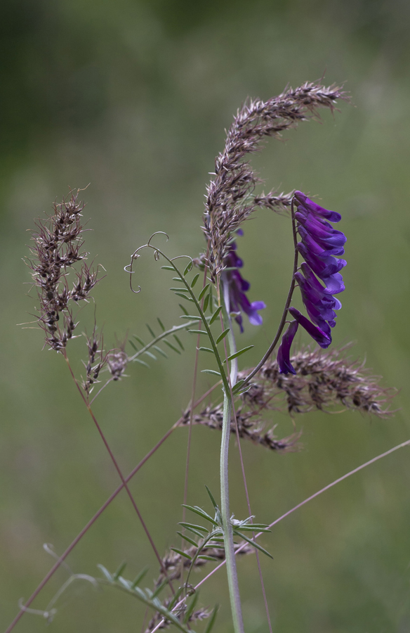 Image of Vicia varia specimen.