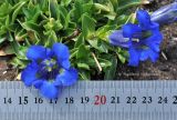 Gentiana dinarica