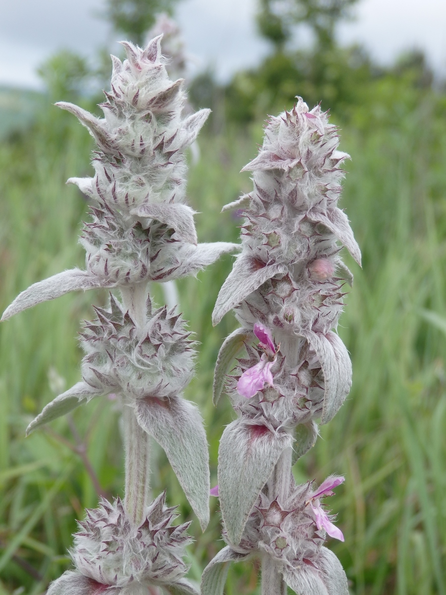 Изображение особи Stachys velata.