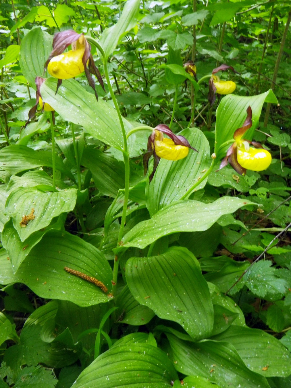 Изображение особи Cypripedium calceolus.