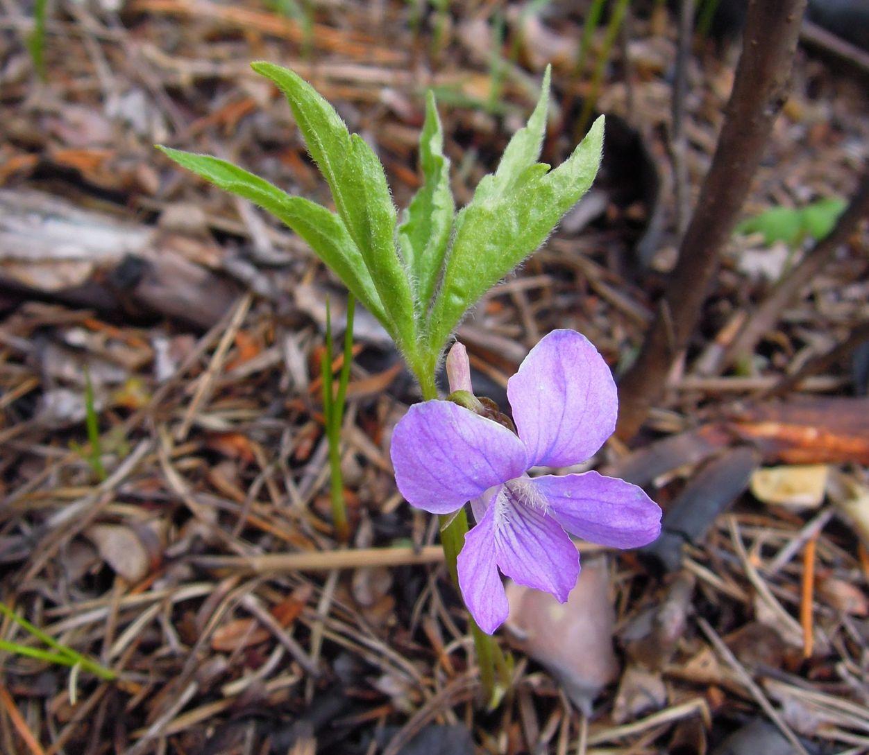 Image of Viola dactyloides specimen.