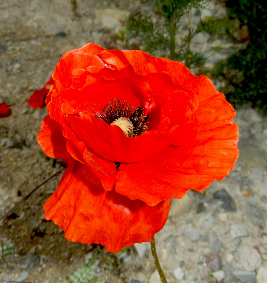 Изображение особи Papaver rhoeas.