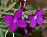 Matthiola incana