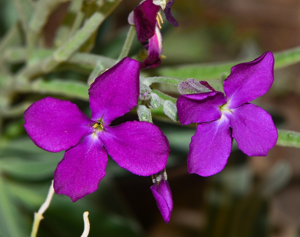 Изображение особи Matthiola incana.