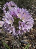 Allium roseum