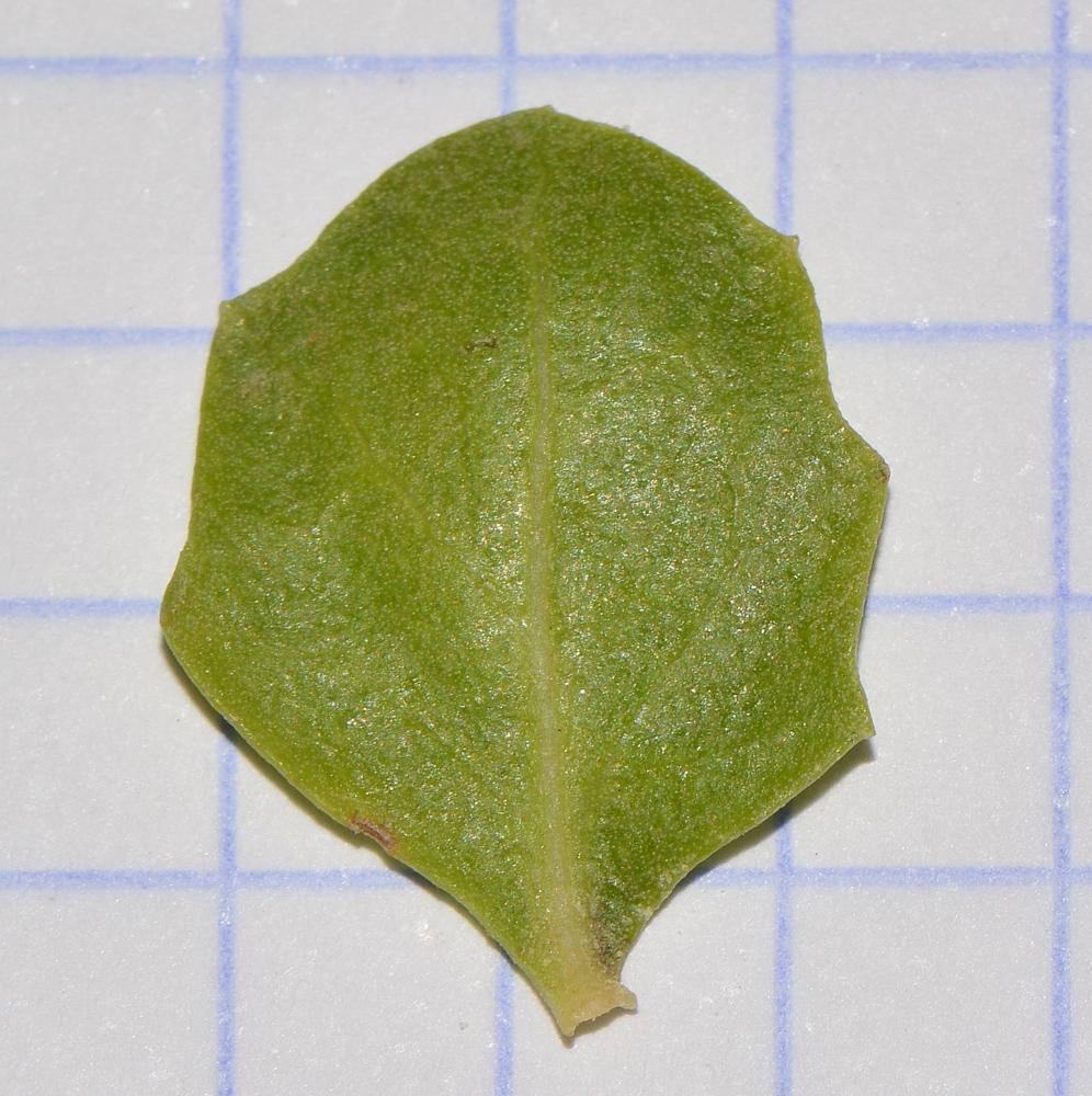 Image of Baccharis pilularis specimen.