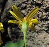 Dolichorrhiza renifolia. Соцветие (вид со стороны обёртки). Кабардино-Балкария, Эльбрусский р-н, долина р. Ирик, ок. 2300 м н.у.м., сосняк на склоне горы. 14.07.2016.