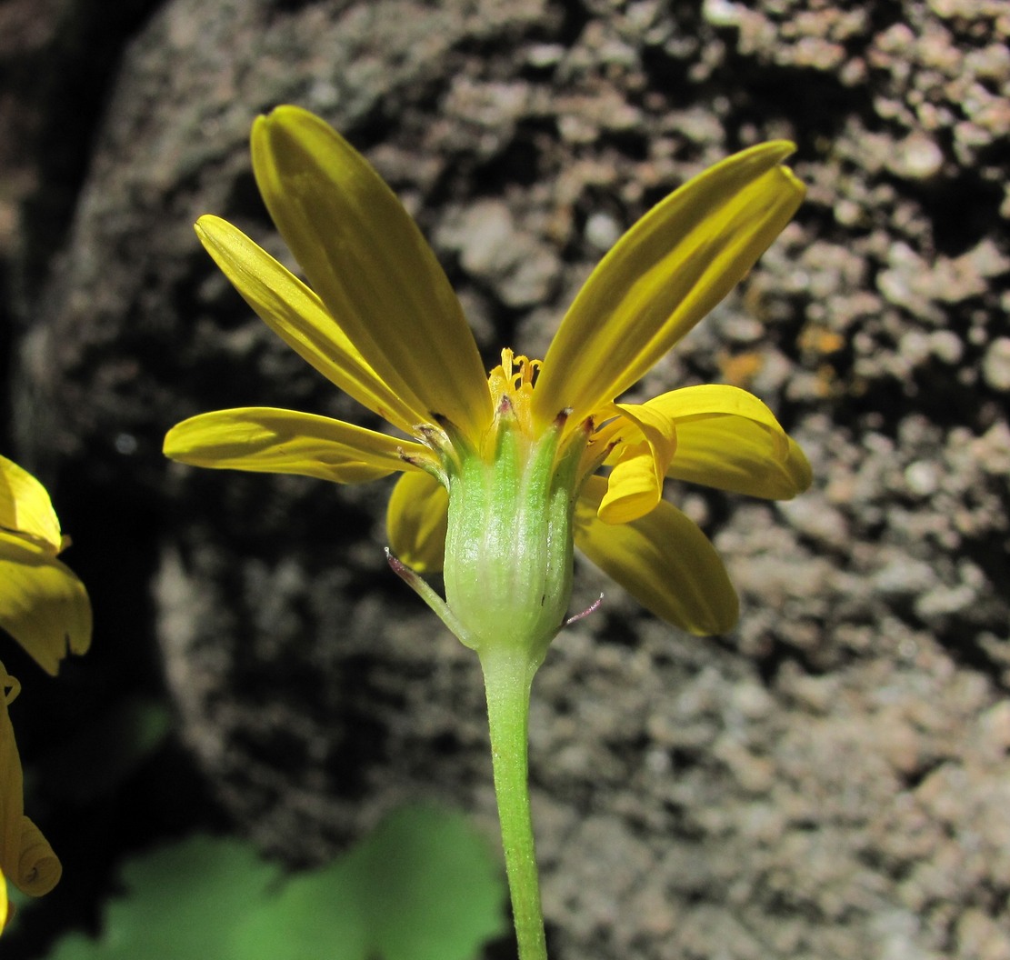 Image of Dolichorrhiza renifolia specimen.