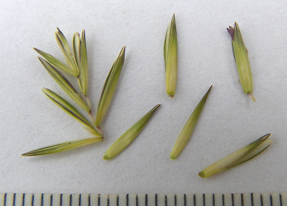 Изображение особи Elytrigia gracillima.