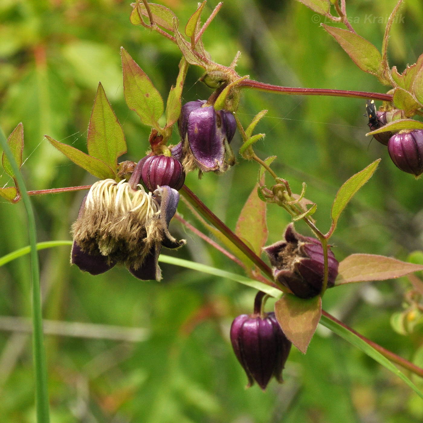 Image of Clematis fusca specimen.