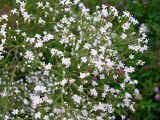 род Valeriana