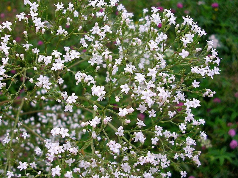 Изображение особи род Valeriana.