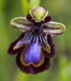 Ophrys speculum. Цветок. Греция, Пелопоннес, Мессения, тропа выше влажного леса возле ущелья Фарангаки Перистерия. 29.03.2015.