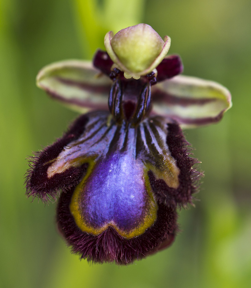 Изображение особи Ophrys speculum.