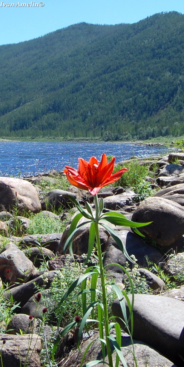 Image of Lilium pensylvanicum specimen.