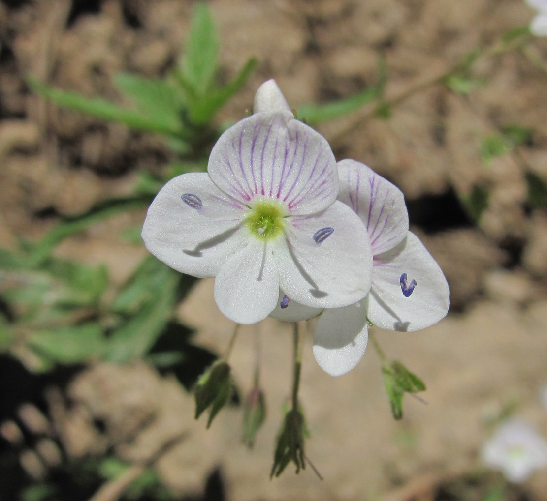 Image of Veronica peduncularis specimen.