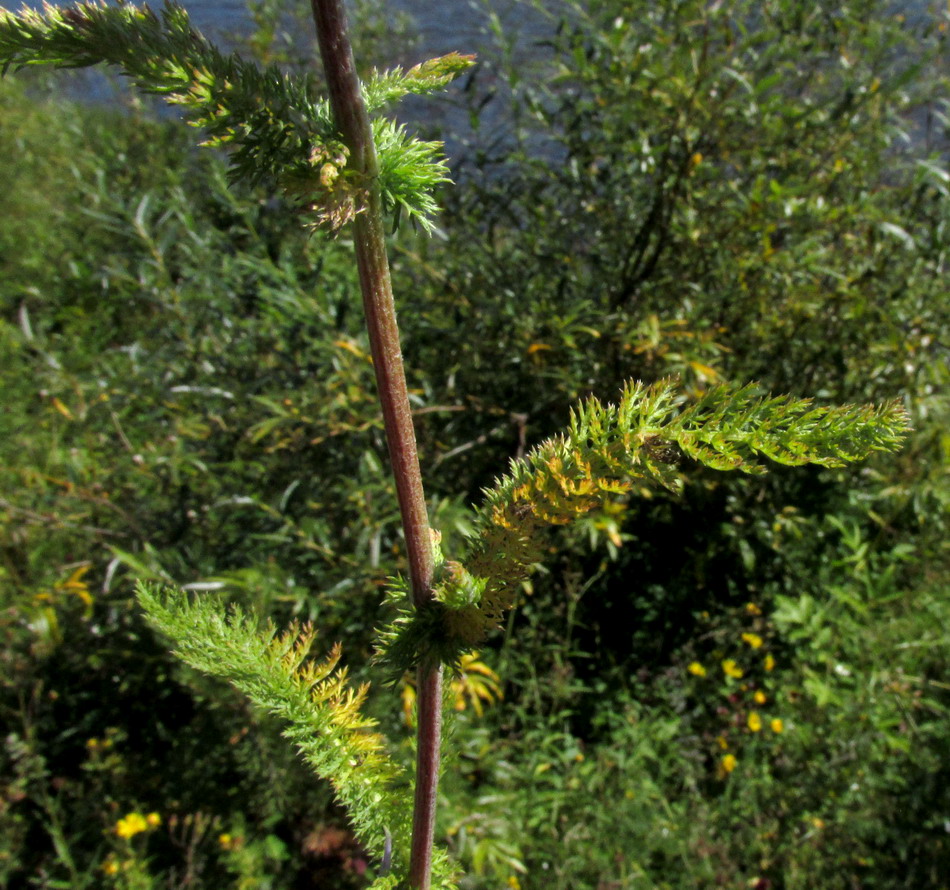 Image of Achillea kuprijanovii specimen.