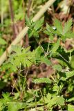 Geranium sibiricum