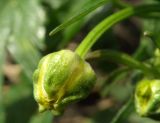 Ranunculus repens