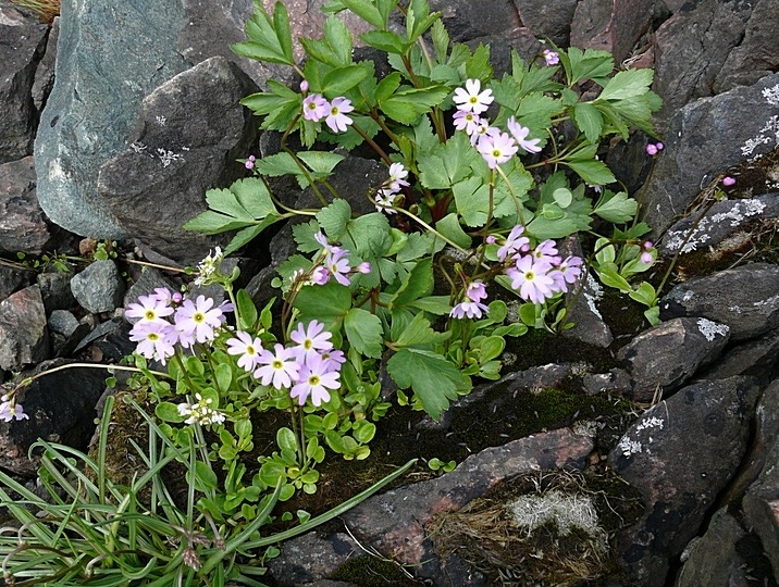 Image of Primula finmarchica specimen.