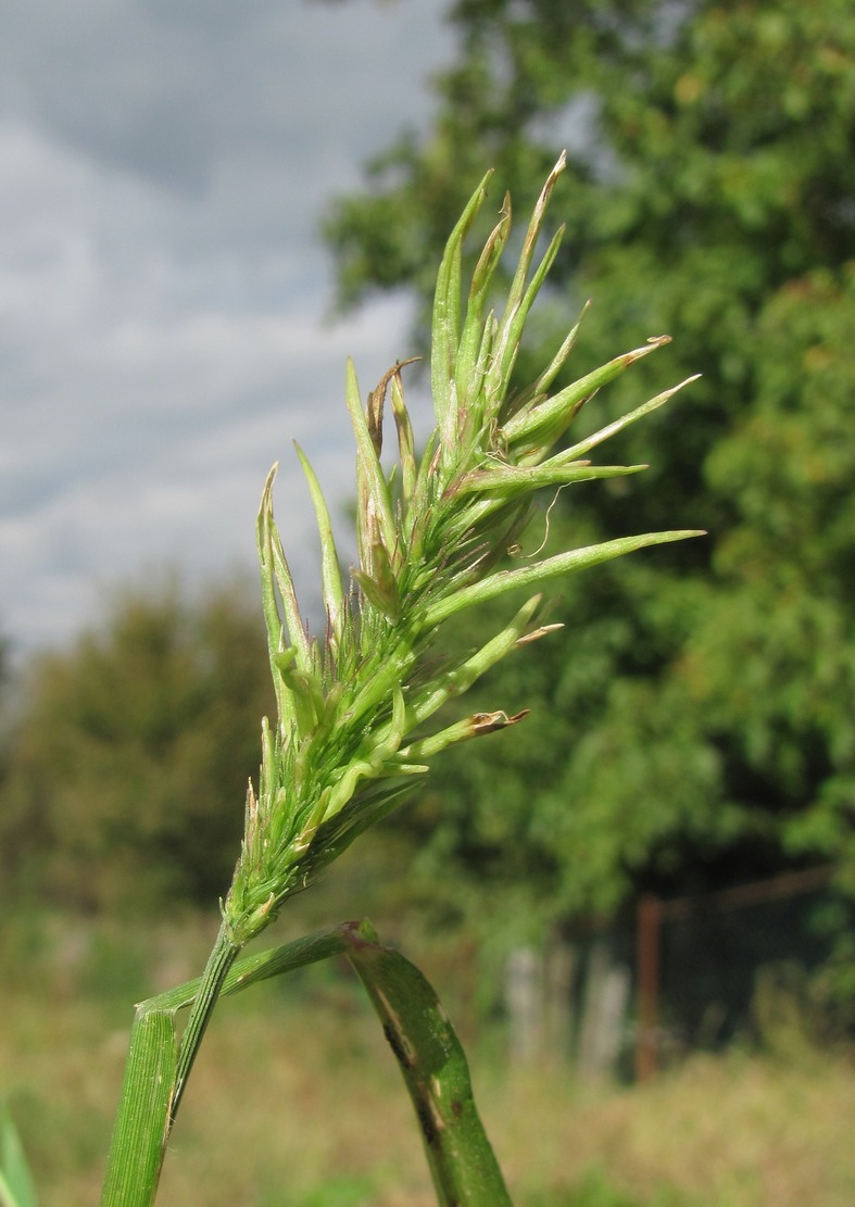 Изображение особи Setaria verticillata.