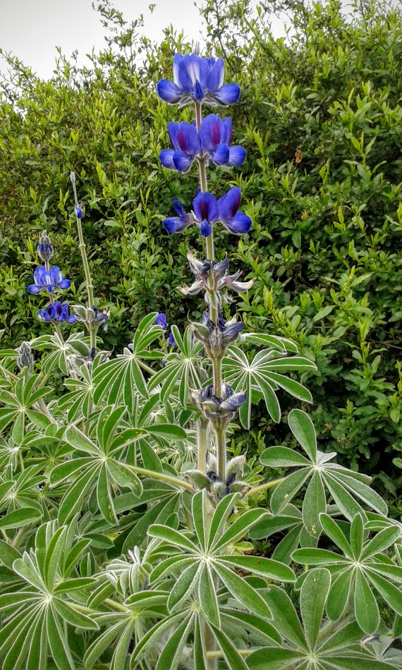 Изображение особи Lupinus pilosus.