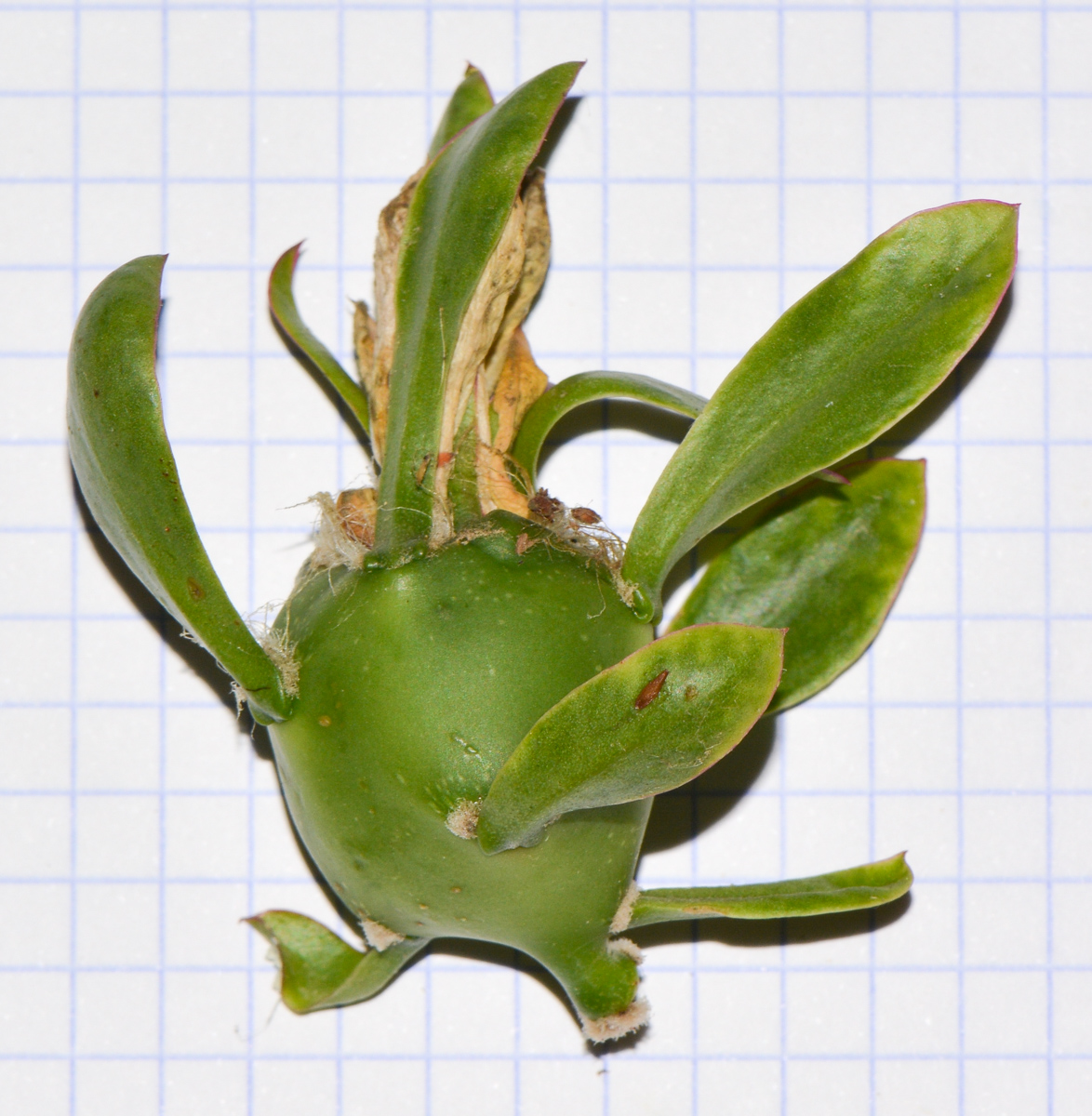 Image of genus Pereskia specimen.