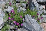 Vicia alpestris