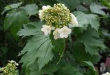 Viburnum opulus