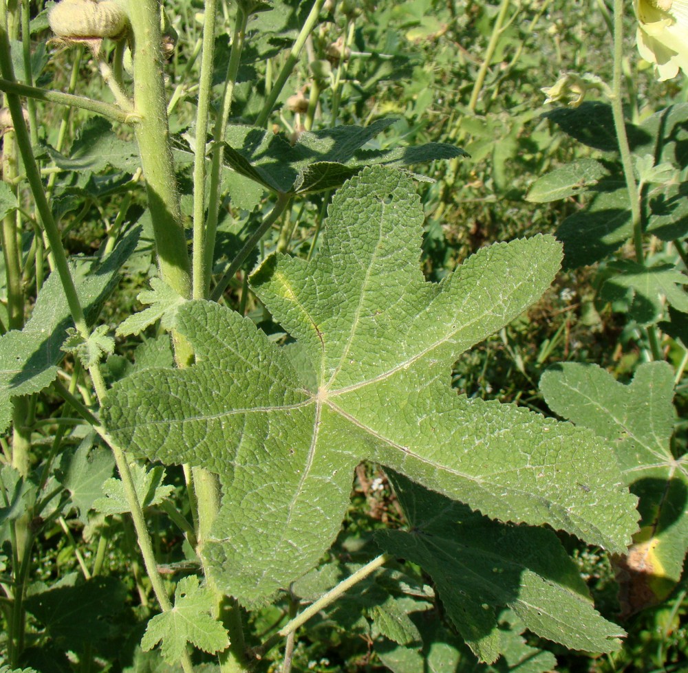 Image of Alcea rugosa specimen.