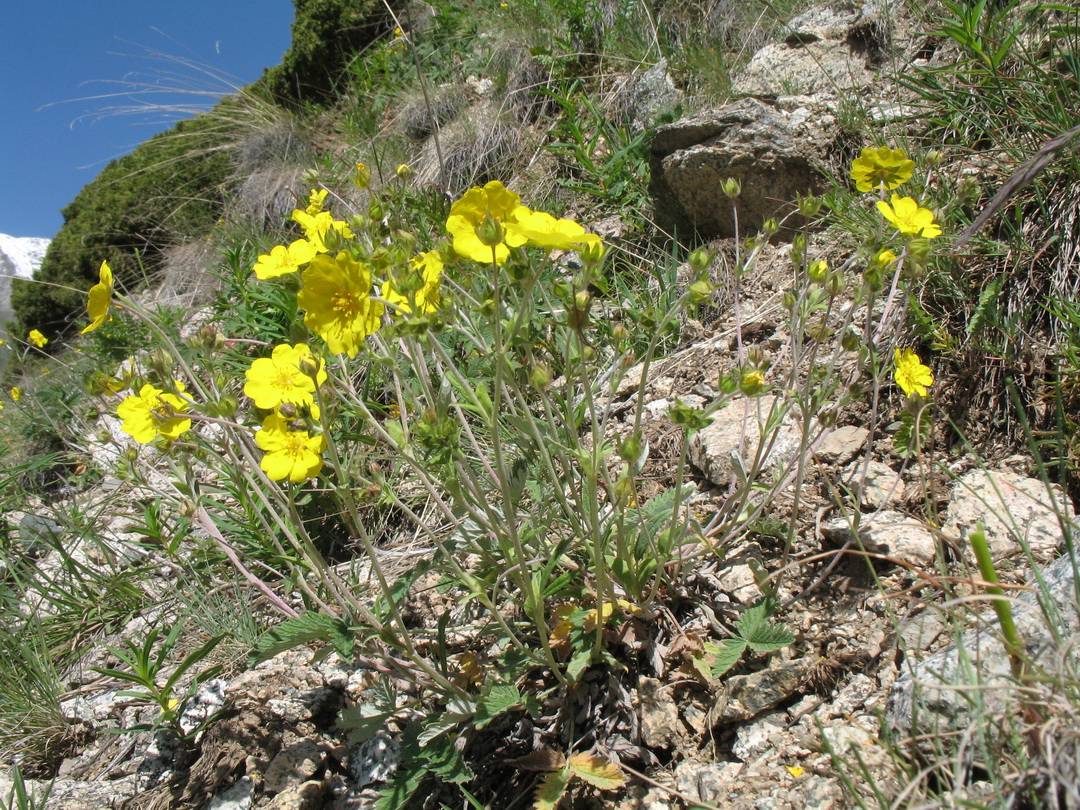 Изображение особи Potentilla nervosa.