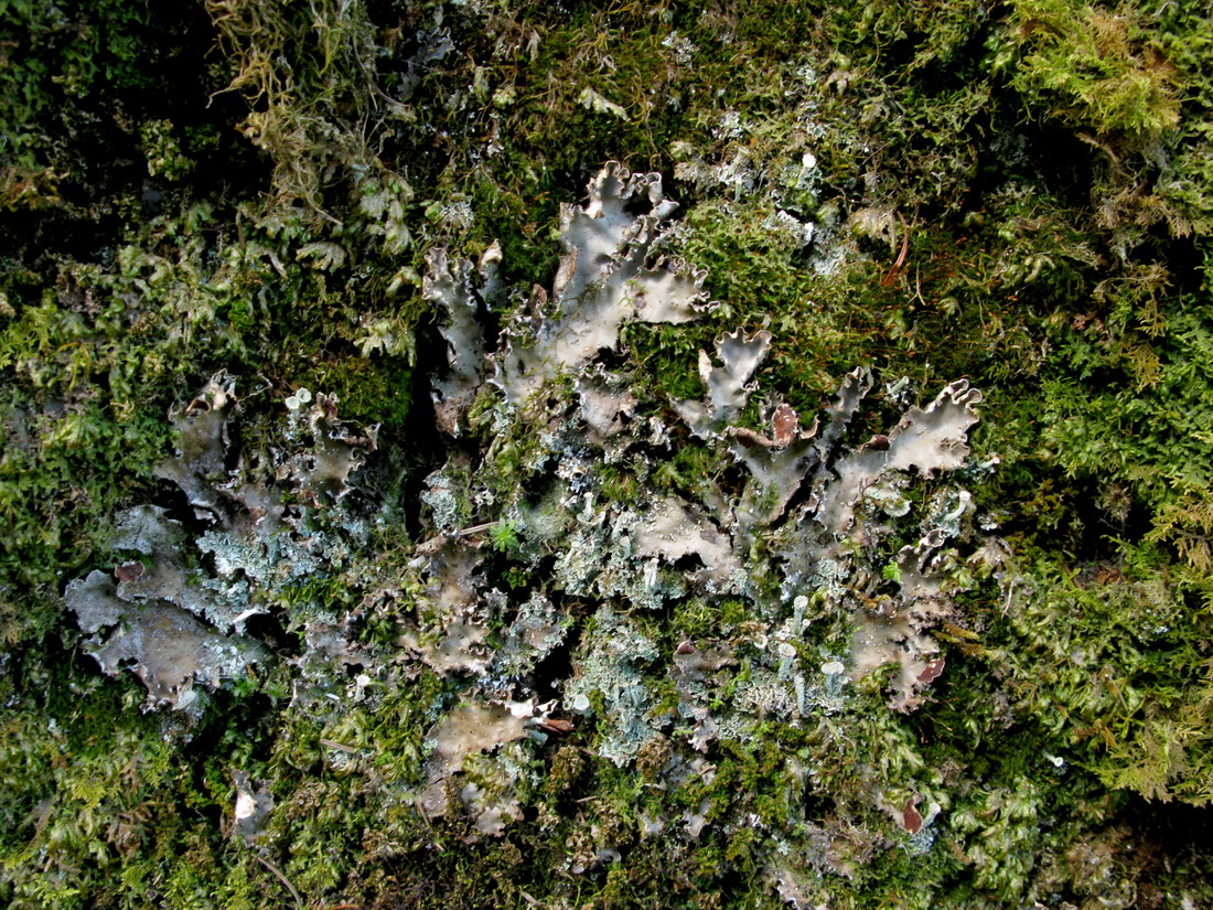 Image of Peltigera elisabethae specimen.