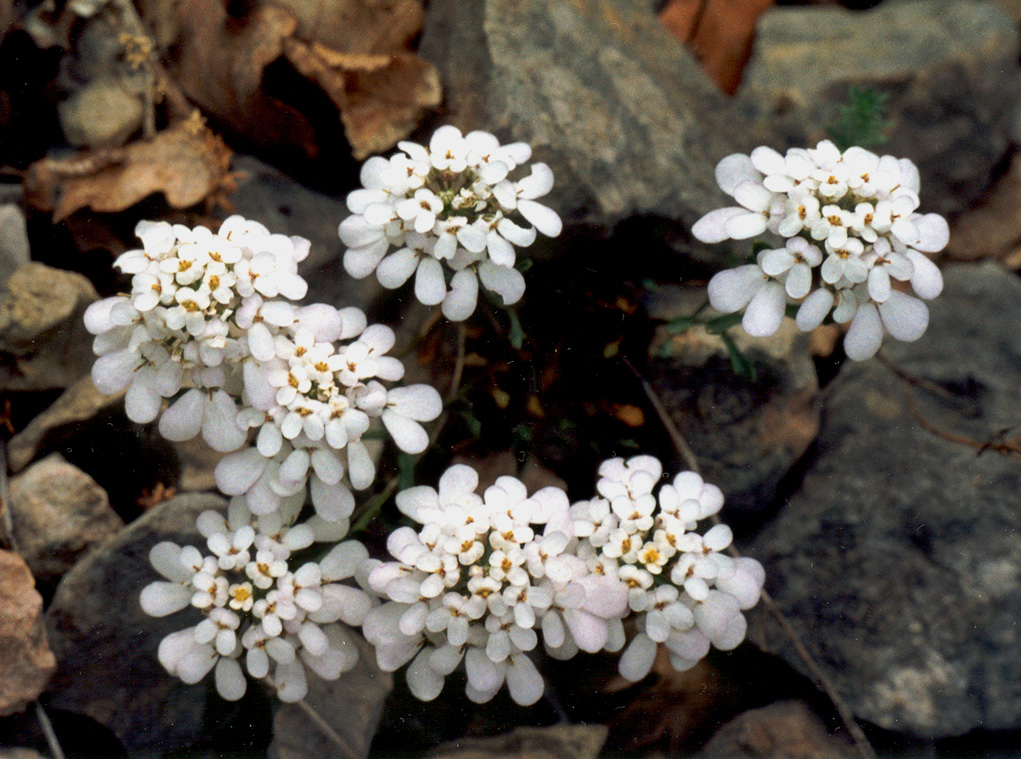 Image of Iberis simplex specimen.