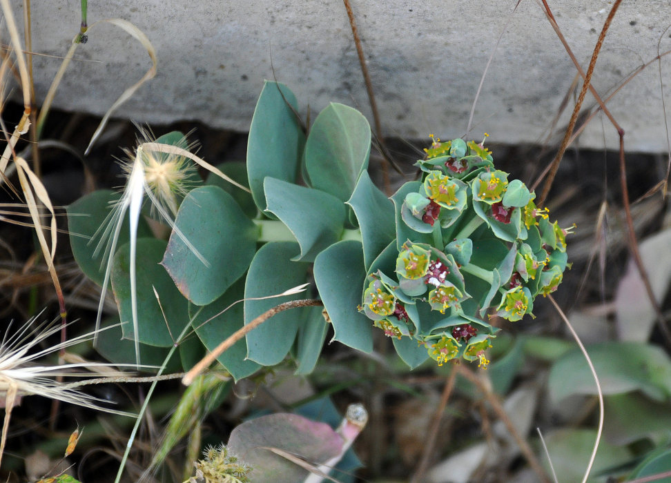 Image of Euphorbia myrsinites specimen.