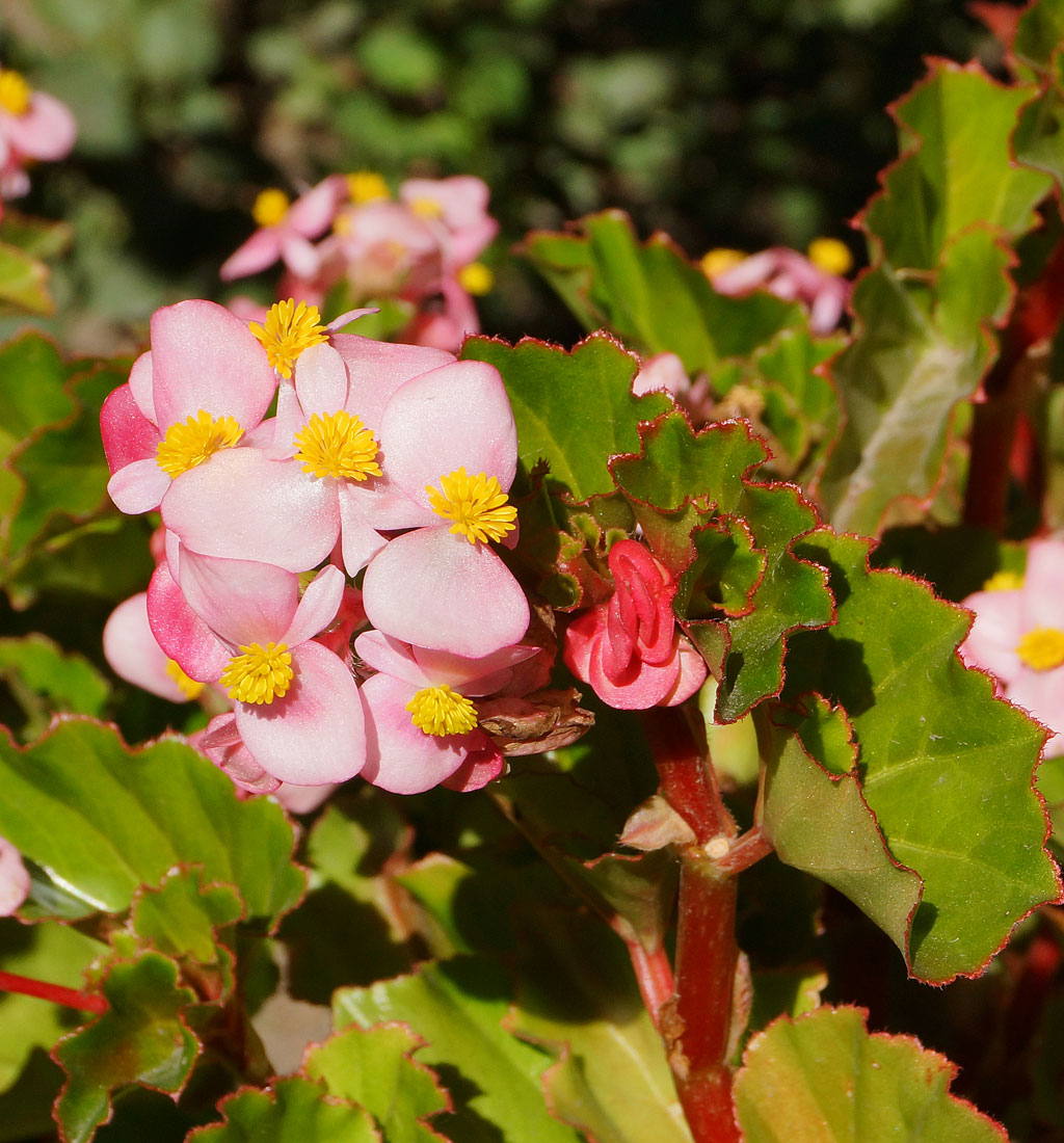 Изображение особи Begonia &times; hortensis.