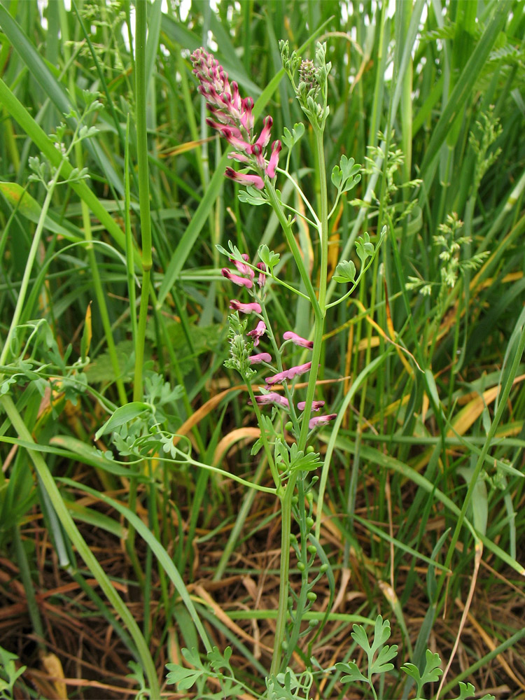 Image of Fumaria officinalis specimen.