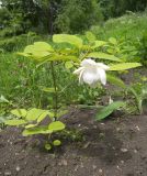 Magnolia sieboldii