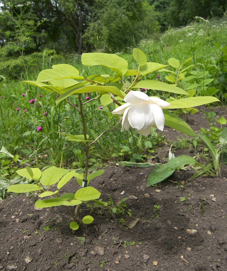 Image of Magnolia sieboldii specimen.